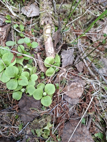One-flowered Wintergreen