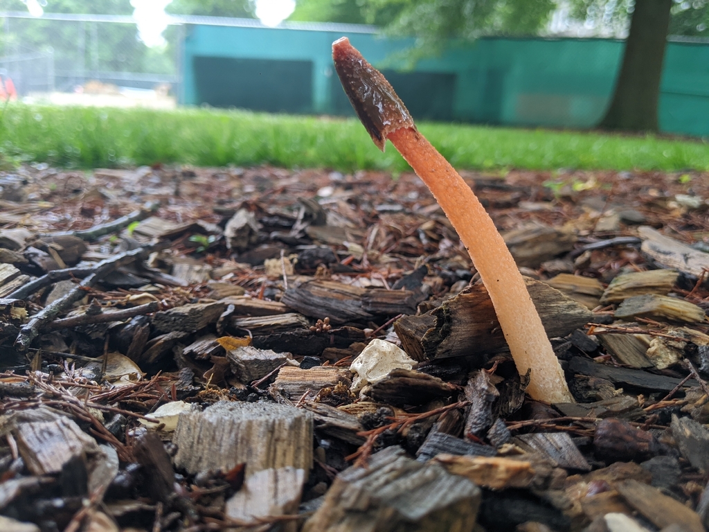 Wrinkly Stinkhorn · May 2026 · photo: Photo: (c) Maria Aghazarian, some rights reserved (CC BY) · iNaturalist