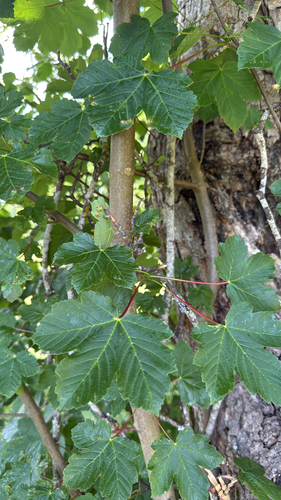 sycamore maple