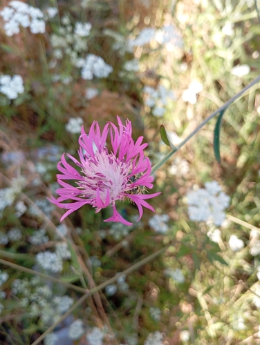 Centaurea napifolia