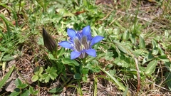 Gentiana septemfida