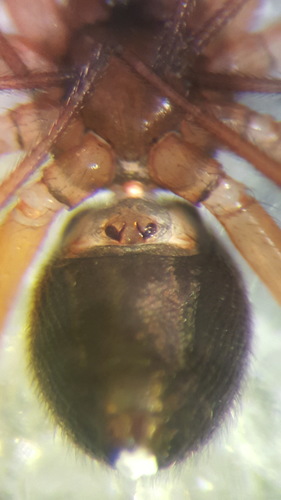 Oedothorax gibbosus