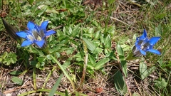 Gentiana septemfida