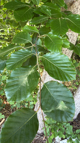 European beech