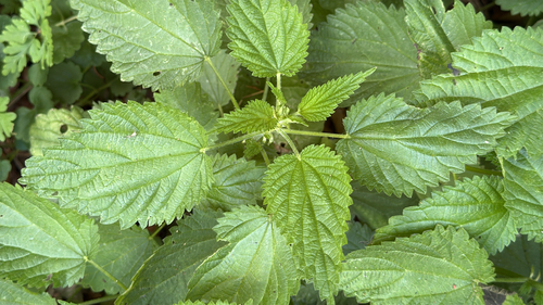 great stinging nettle