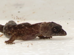 Lepidoblepharis grandis