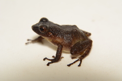 Pristimantis subsigillatus