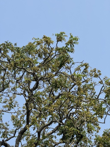 Garuga pinnata observed 2026-05-24