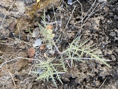 Lomatium nevadense