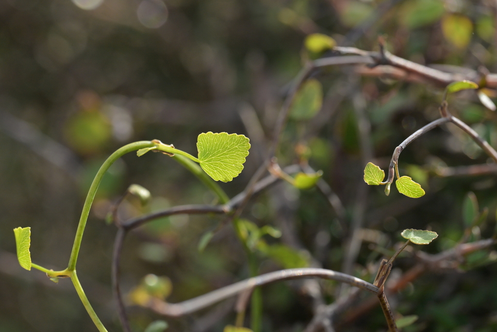 Scandia geniculata; photograph (c) Christopher Stephens, some rights reserved (CC BY-SA)