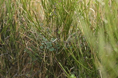 (c) Christopher Stephens, some rights reserved (CC BY-SA) Chenopodium allanii, photograph (c) Christopher Stephens, some rights reserved (CC BY-SA)
