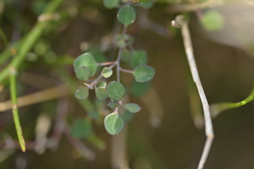 Chenopodium allanii, photograph 4