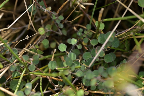 Chenopodium allanii, photograph 6