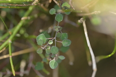 (c) Christopher Stephens, some rights reserved (CC BY-SA) Chenopodium allanii, photograph (c) Christopher Stephens, some rights reserved (CC BY-SA)