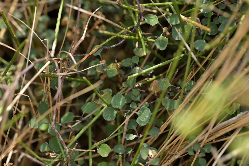 Chenopodium allanii; photograph (c) Christopher Stephens, some rights reserved (CC BY-SA)
