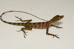 Anolis fasciatus