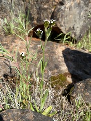 Plagiobothrys fulvus