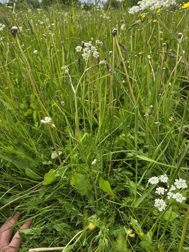 Caraway