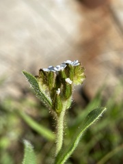 Plagiobothrys fulvus