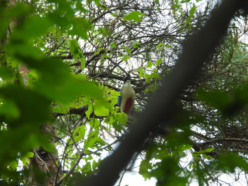 Fairy Pitta