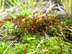 Hennediella heimii
