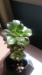 Aeonium percarneum