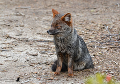 Lycalopex fulvipes