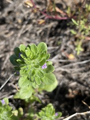 Pogogyne zizyphoroides