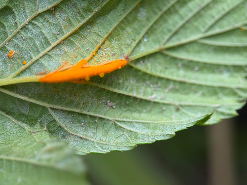 meadowsweet rust
