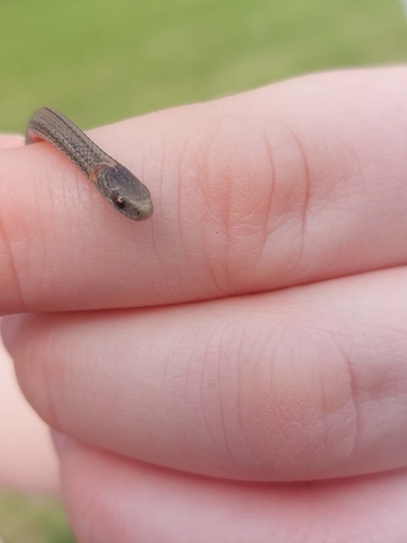 Northern Redbelly Snake