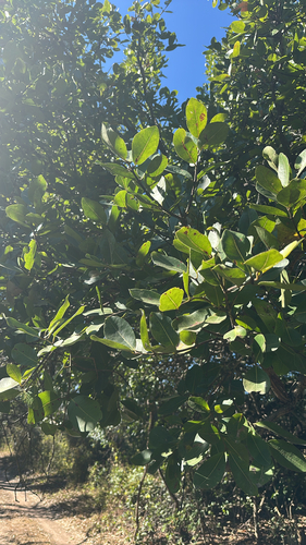 Water Pear