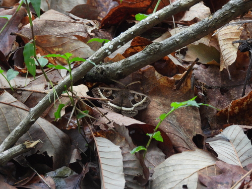 Metopta rectifasciata