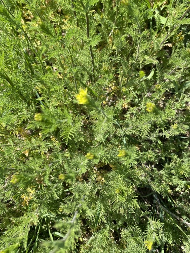 flixweed