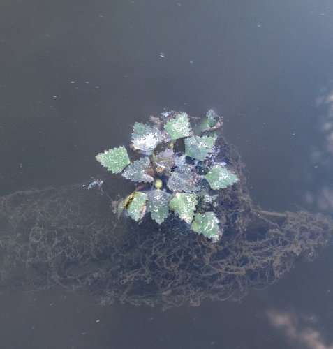 Water caltrop