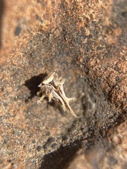 Plagiobothrys austinae