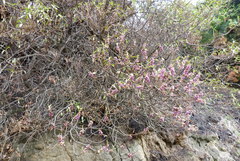 Myoporum aff insulare × laetum