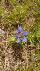 Gentiana septemfida