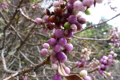 Myoporum aff insulare × laetum