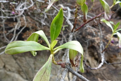 Myoporum aff insulare × laetum