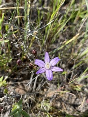 Brodiaea nana