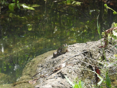American Bullfrog