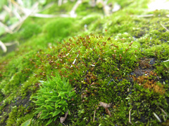 Hennediella heimii