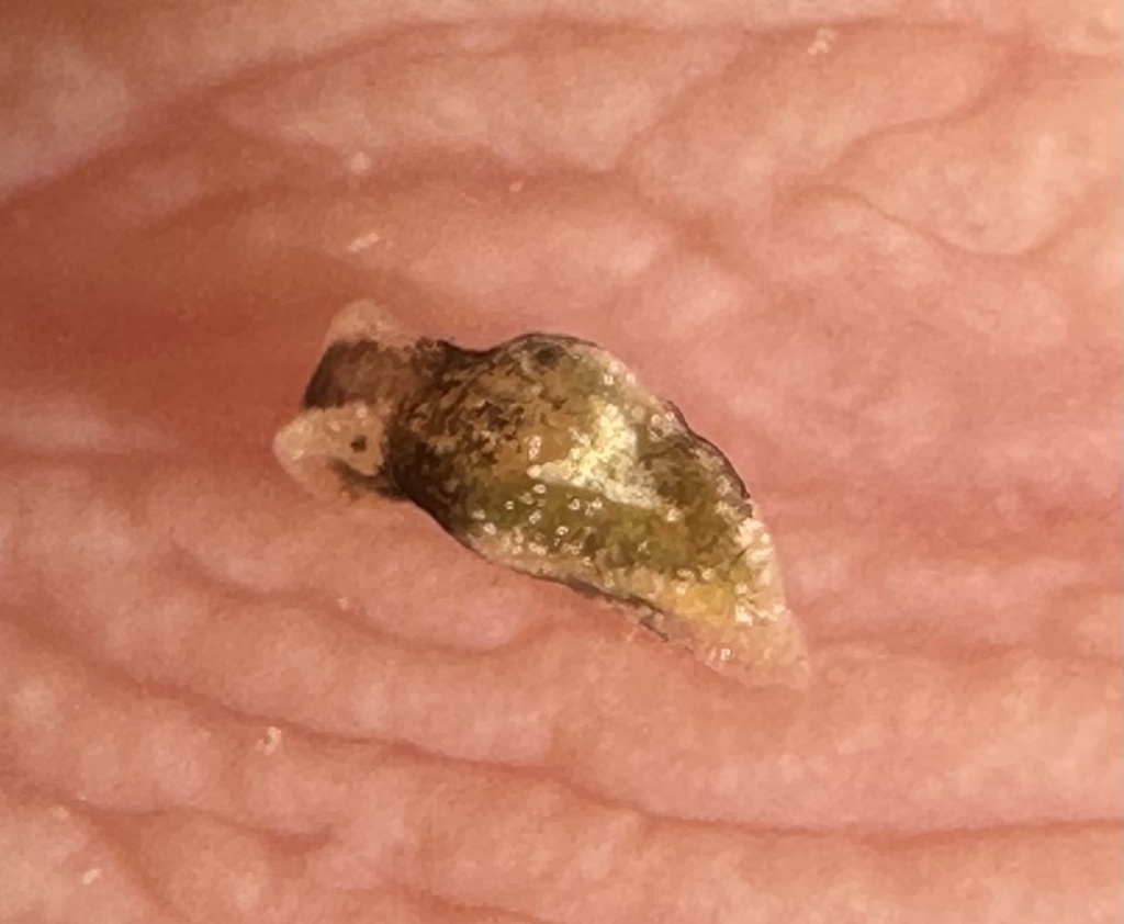broad-headed lanceolate sea slug