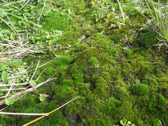 Hennediella heimii