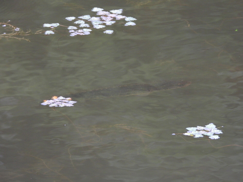 Northern Snakehead