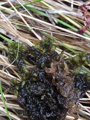 Sphagnum platyphyllum