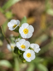 Plagiobothrys austinae