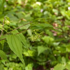 Prosartes lanuginosa