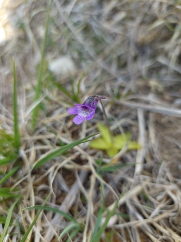 Common Butterwort