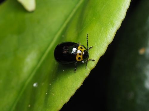 Morphosphaera japonica, 2026-05-23
